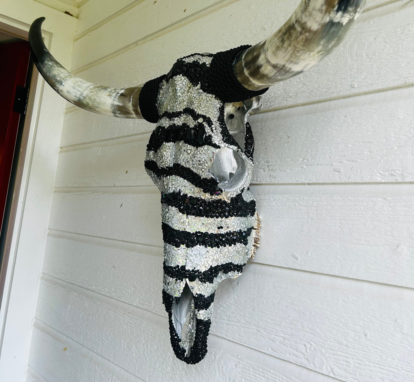 Zebra Longhorn Skull