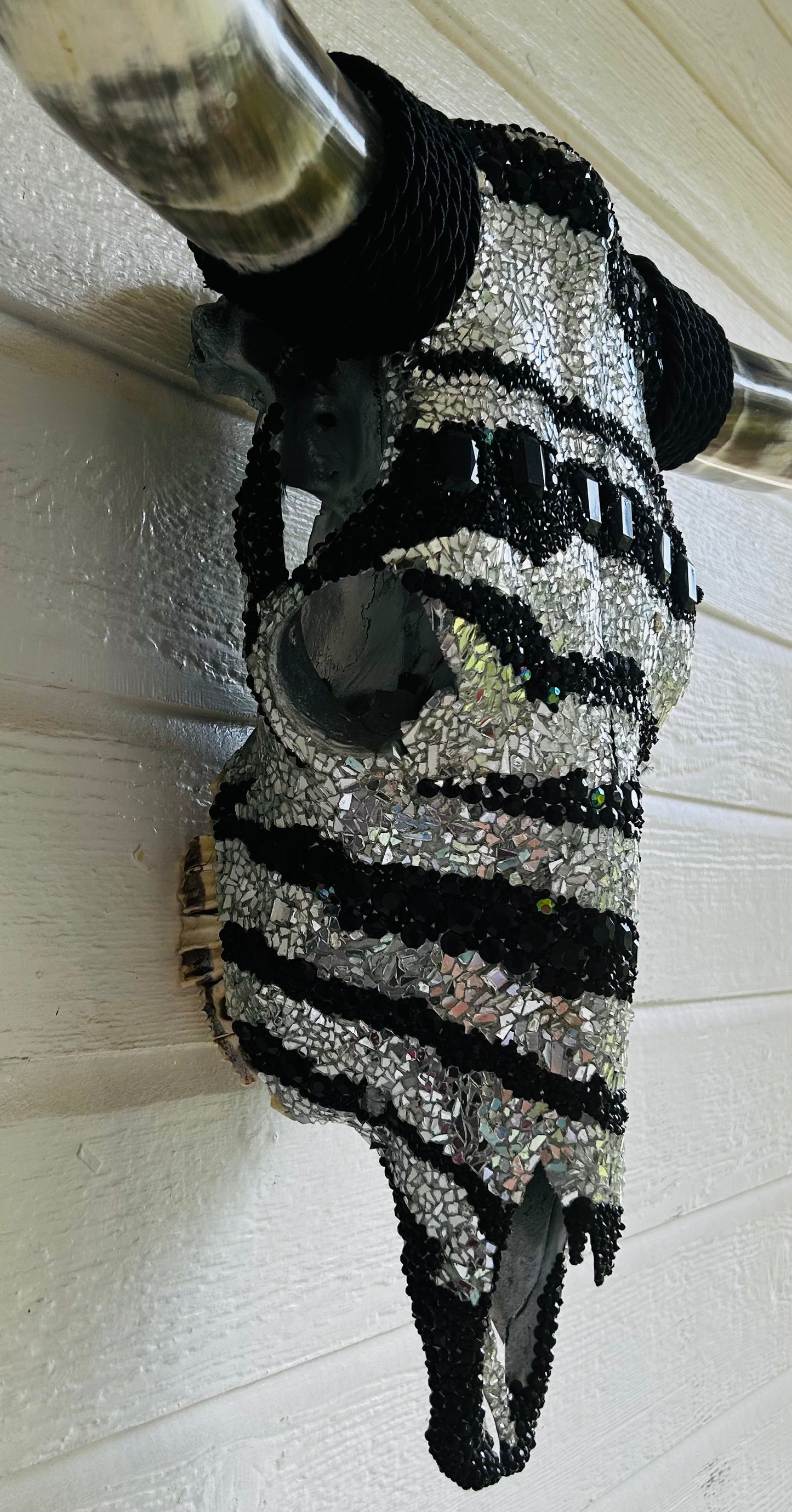 Zebra Longhorn Skull